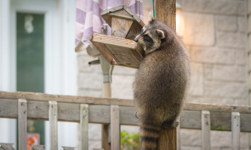 3 Tips to Outsmart Backyard Critters