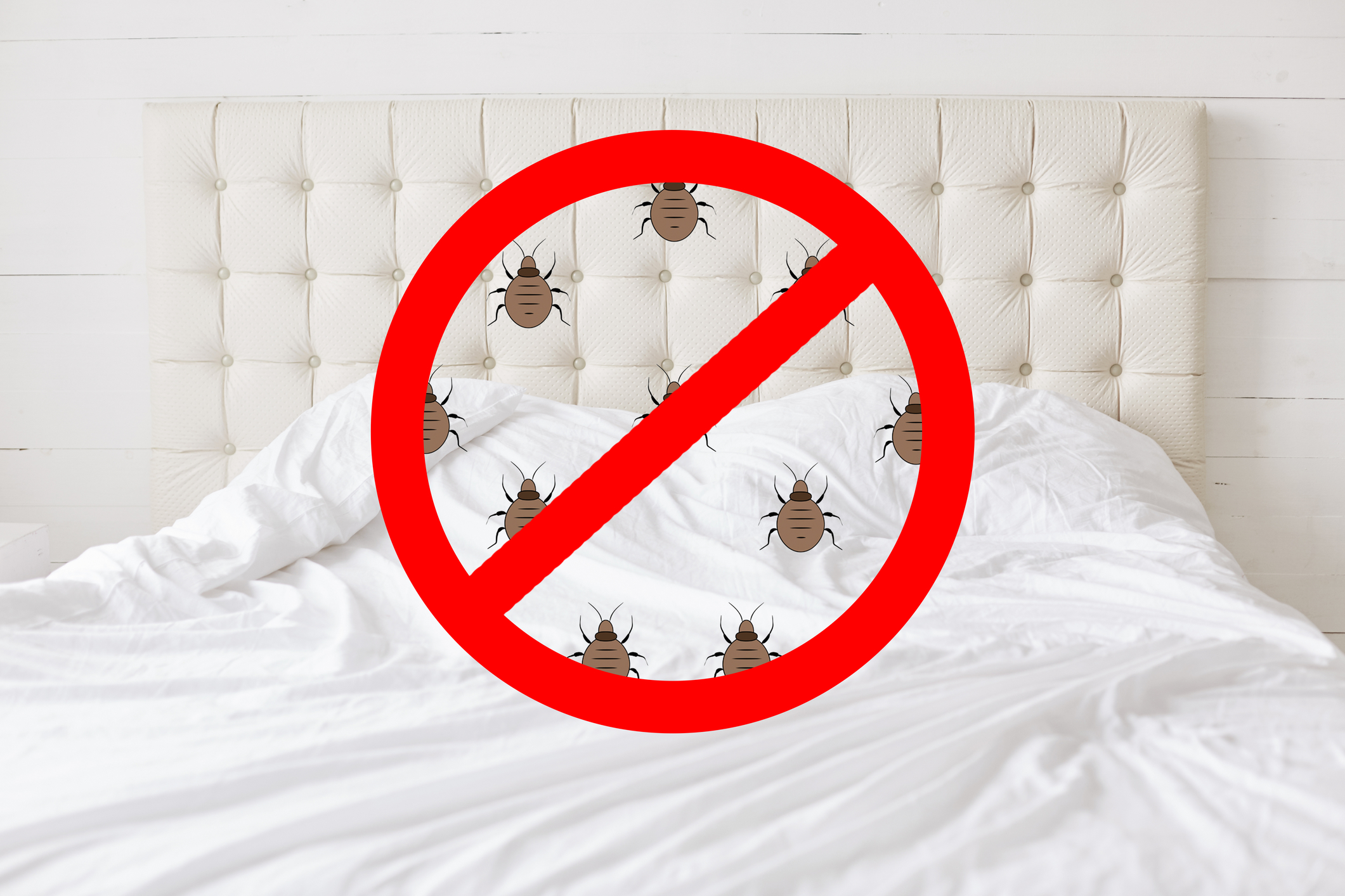 How to Check for Bed Bugs