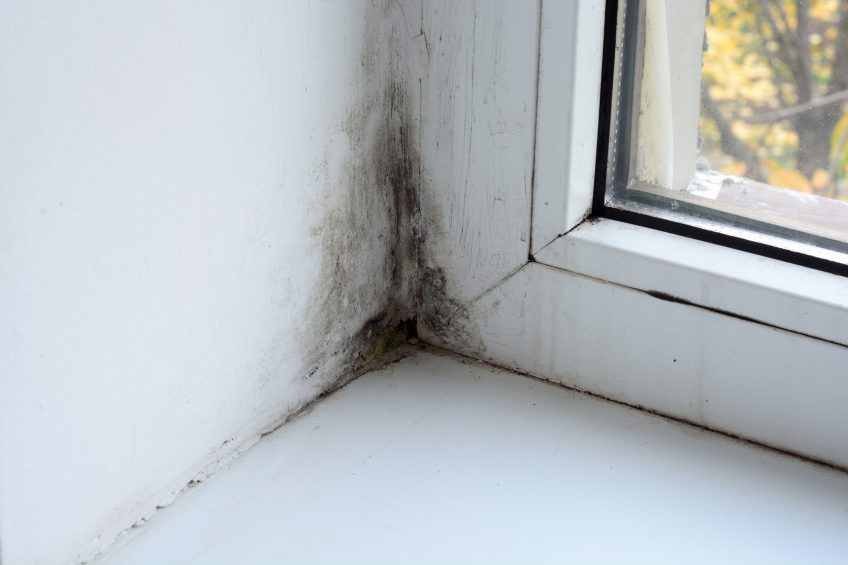 Mold is Growing in Your Home RIGHT NOW…But Where?