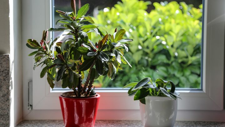 Do Houseplants Need Different Care in the Winter?