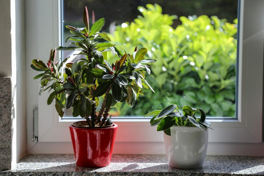 Do Houseplants Need Different Care in the Winter?