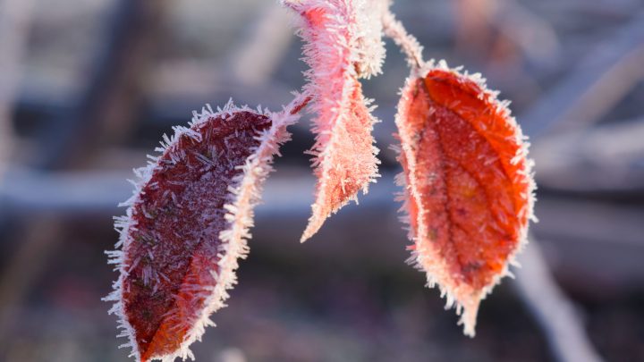 Protecting Your Plants from Frost and Freeze