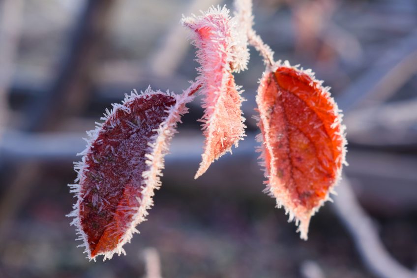 Protecting Your Plants from Frost and Freeze