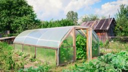Why Do You Need a Greenhouse and Things to Look for