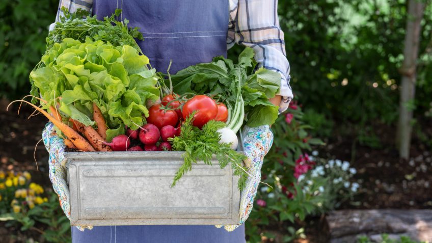  Beginner gardener using sustainable practices in a lush garden