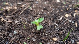 Why are my Vegetables not Growing?