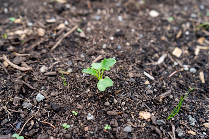 Why are my Vegetables not Growing?