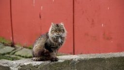 7 Incredible Benefits to Having Cats Around Your Homestead