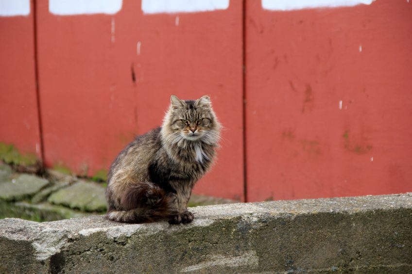 7 Incredible Benefits to Having Cats Around Your Homestead