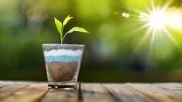 How to Correct Nitrogen Deficiency in Your Soil