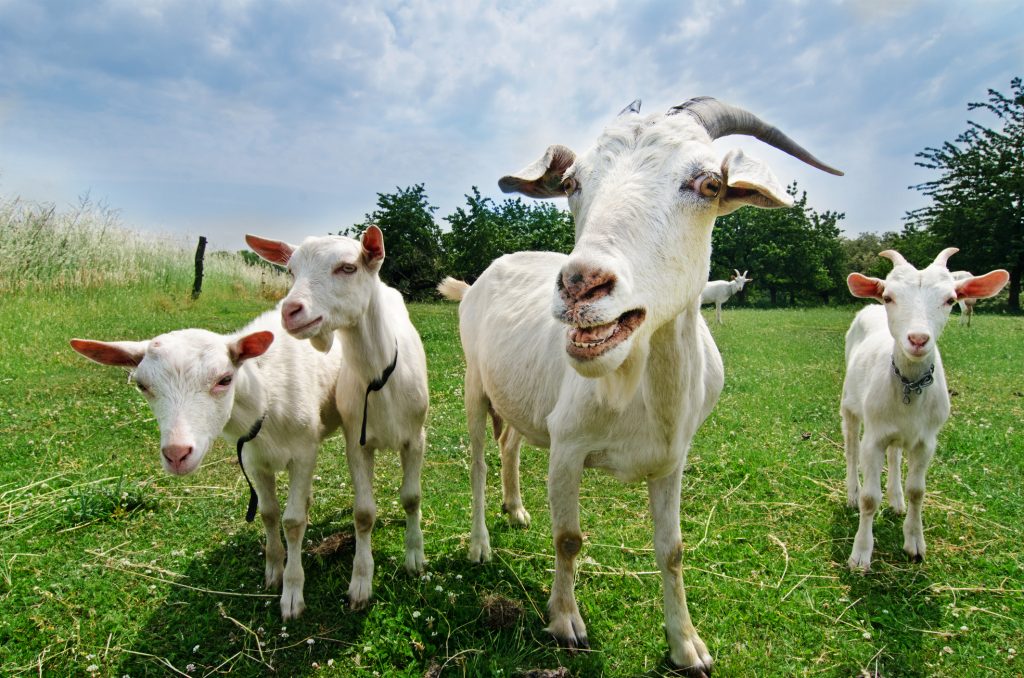 7 Practical Reasons Your Homestead Needs Goats - Homesteader ...