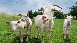 7 Practical Reasons Your Homestead Needs Goats
