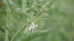 Preventing Tomato Worms