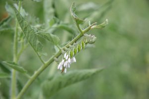Tomato Hornworm Eggs