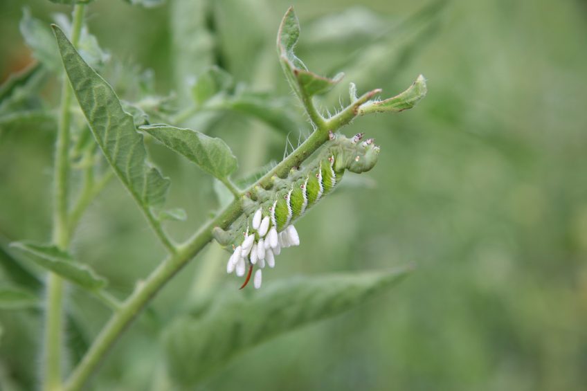 Preventing Tomato Worms