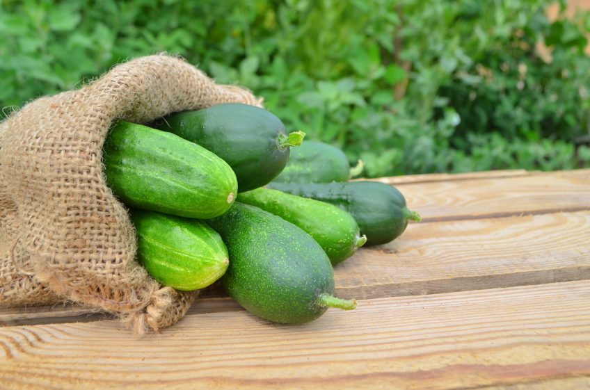 How to Grow the Perfect Cucumbers