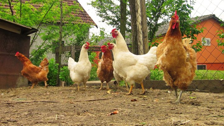 8 Ways Chickens Can Benefit Your Homestead