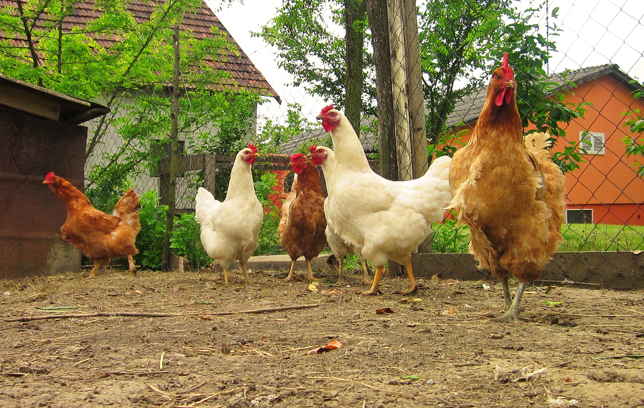 8 Ways Chickens Can Benefit Your Homestead