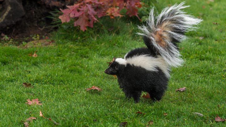 How to Avoid a Skunk Problem Before It Happens