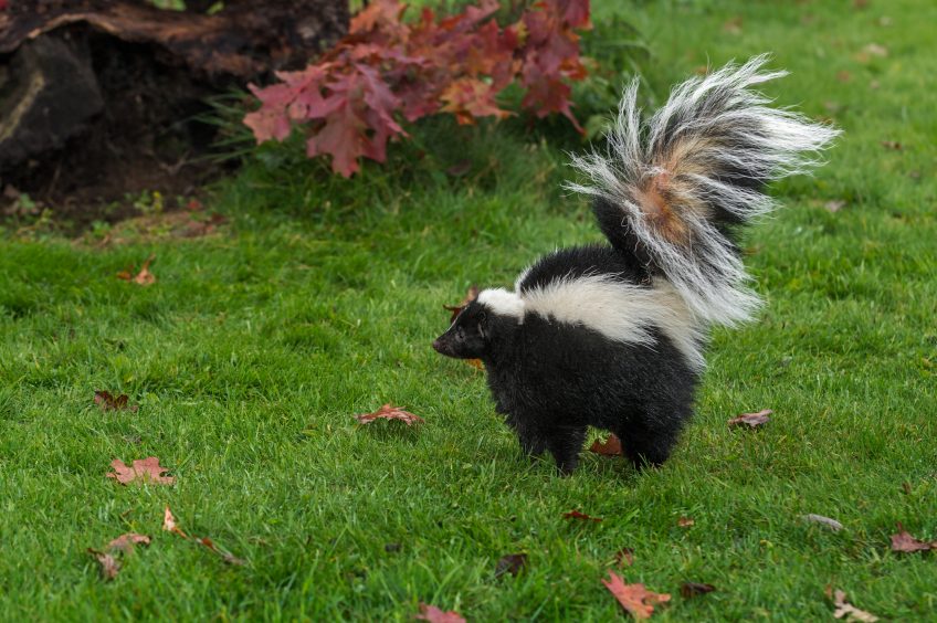 How to Avoid a Skunk Problem Before It Happens