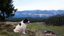 What is a Homestead Dog?
