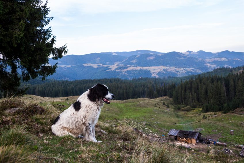 What is a Homestead Dog?