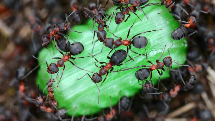 4 Ways to Solve Your Ant Problems