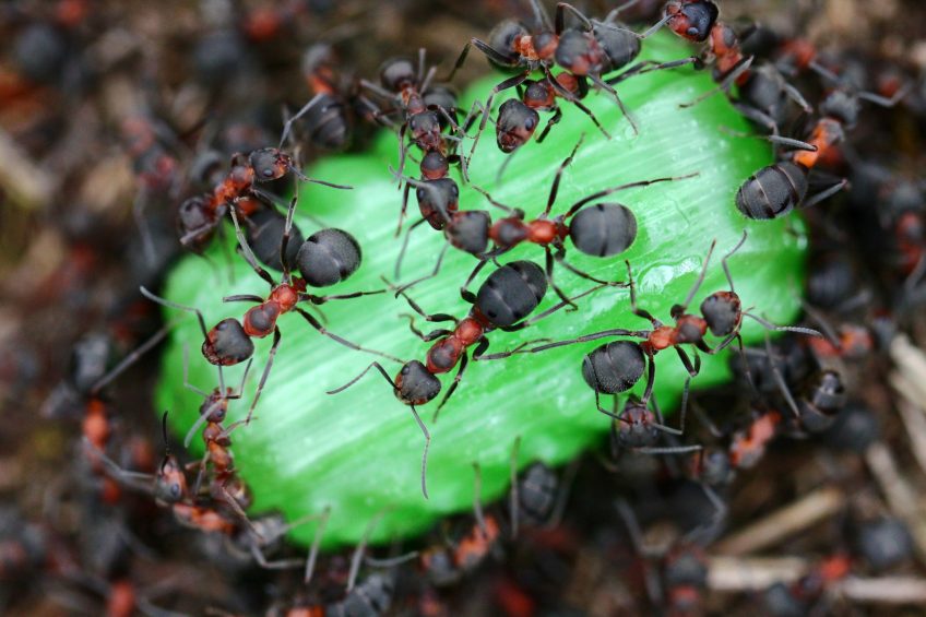 4 Ways to Solve Your Ant Problems